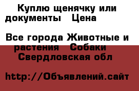 Куплю щенячку или документы › Цена ­ 3 000 - Все города Животные и растения » Собаки   . Свердловская обл.